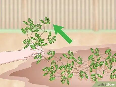 Kill Prostrate Spurge Шаг 9