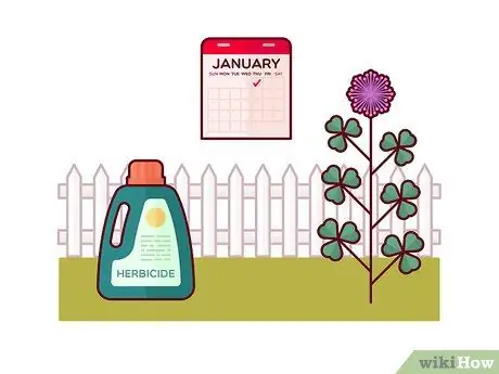 Убить Клевер, шаг 2