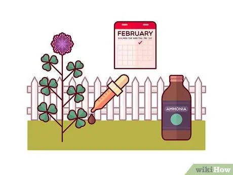 Убить Клевер, шаг 3