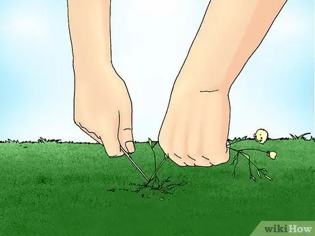Удалите белый клевер с лужайки Шаг 5