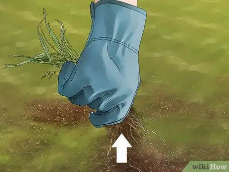 Убить Нимблвилла Шаг 7