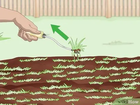 Засеять газон сорняками Шаг 12