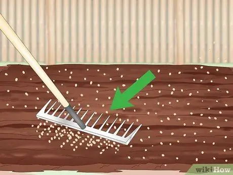 Засеять газон сорняками Шаг 19