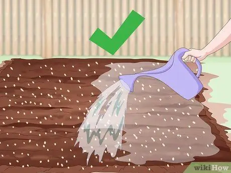 Засеять газон сорняками Шаг 20