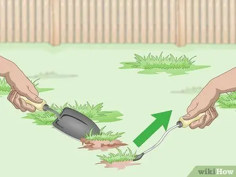 Засеять газон сорняками Шаг 5