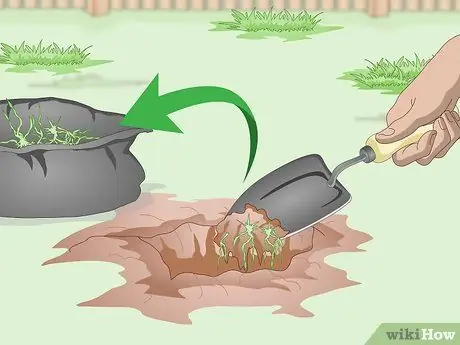 Засеять газон сорняками Шаг 6