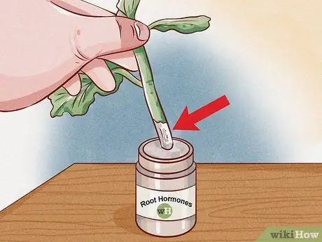 Черносливная герань Шаг 12