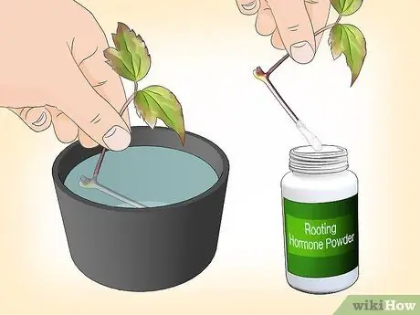 Размножение клематисов Шаг 11