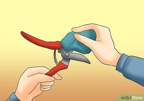 Чернослив Tardiva Hydrangea Step 1