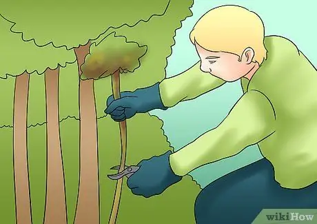 Чернослив Tardiva Hydrangea Step 2