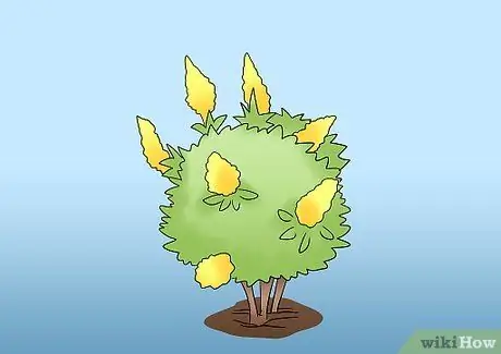 Чернослив Tardiva Hydrangea Step 3