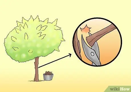 Чернослив Tardiva Hydrangea Step 4