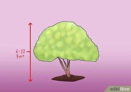 Чернослив Tardiva Hydrangea Step 6