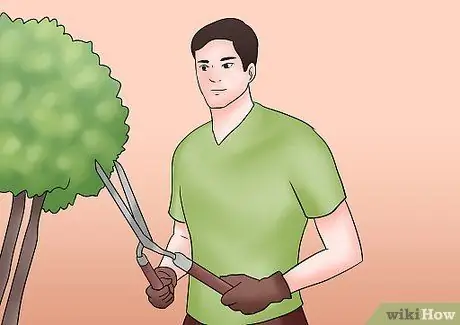 Чернослив Tardiva Hydrangea Step 8