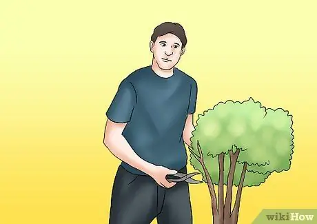 Чернослив Tardiva Hydrangea Step 9