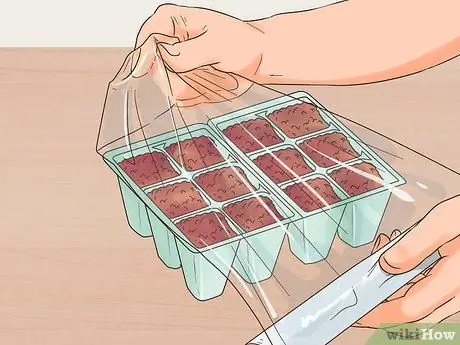 Выращивайте многолетние растения из семян Шаг 7
