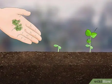 Купить Garden Seed Step 10