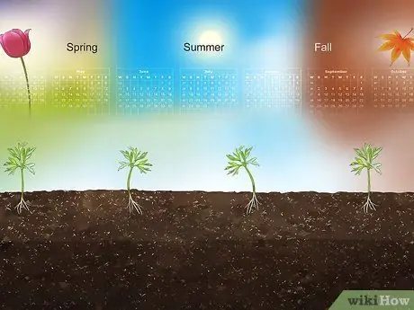 Купить Garden Seed Step 8