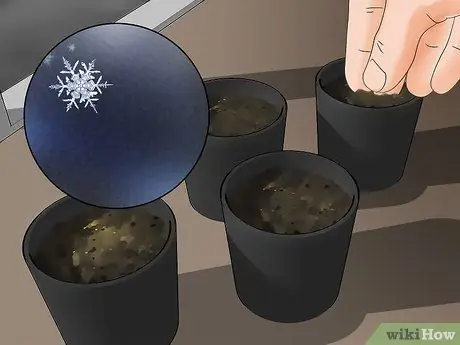 Купить Garden Seed Step 9