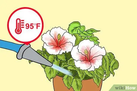 Выращивание гибискуса на открытом воздухе, шаг 13