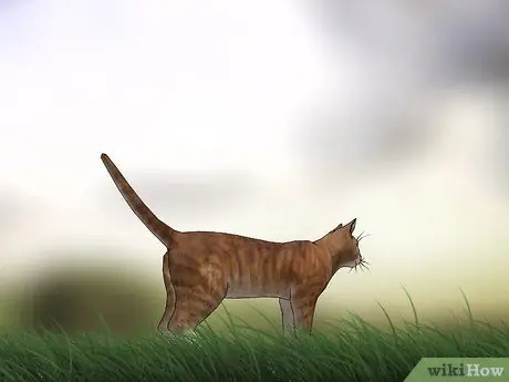 Заполнить дыры от бурундука Шаг 9