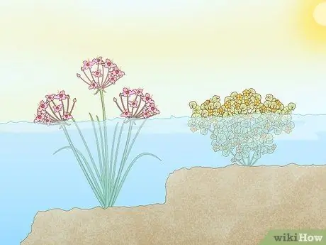 Посадить растения на окраинах пруда Шаг 11