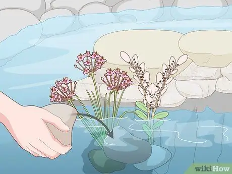 Посадить растения на окраинах пруда Шаг 14