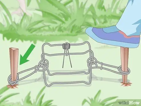 Установка ловушки Conibear Шаг 11