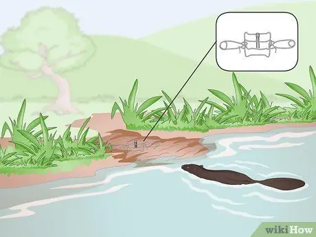 Установка ловушки Conibear Шаг 3