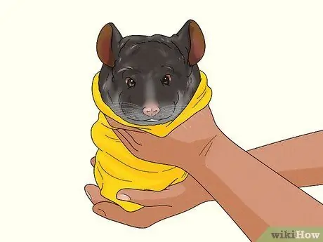 Поймать шиншиллу Шаг 10