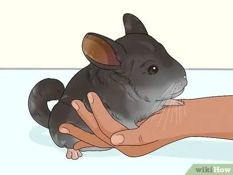 Поймать шиншиллу Шаг 7
