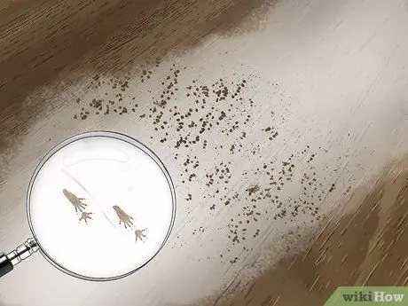 Привлечь крыс, шаг 6