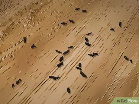 Привлечь крыс, шаг 7