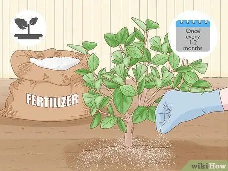 Удобрение цитрусового дерева Шаг 1