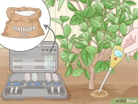 Удобрение цитрусового дерева Шаг 3