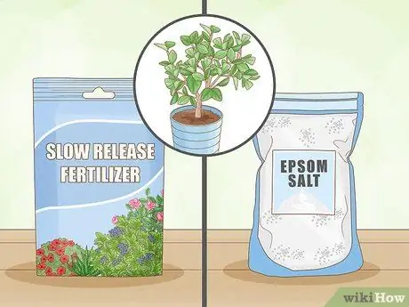 Удобрение цитрусового дерева Шаг 5