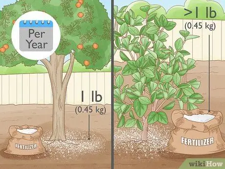Удобрение цитрусового дерева Шаг 8