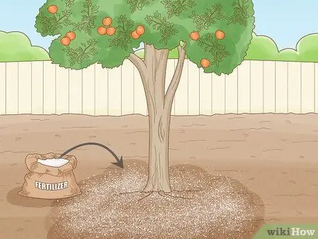 Удобрение цитрусового дерева Шаг 10