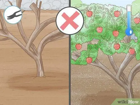 Удобрение яблони Шаг 10