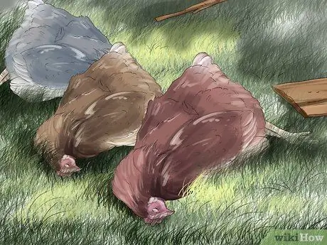 Поймать ласки Шаг 11