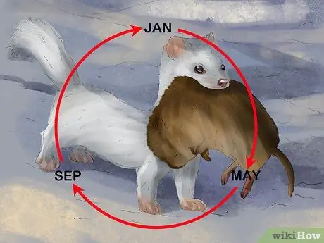 Поймать ласки Шаг 13