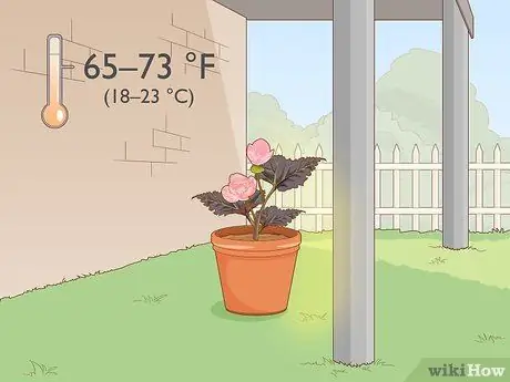 Зимняя бегония Шаг 2