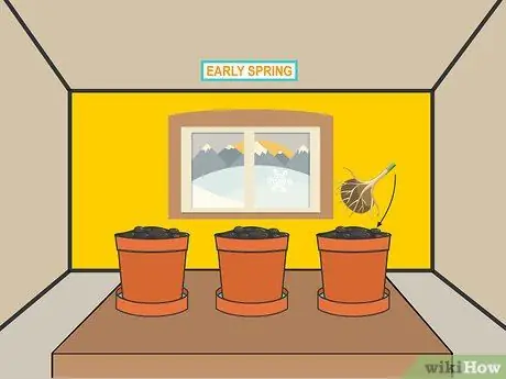 Посадите луковицы бегонии Шаг 12