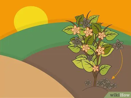 Посадить луковицы бегонии Шаг 08