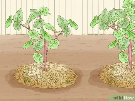 Избавьтесь от канадского чертополоха, шаг 7