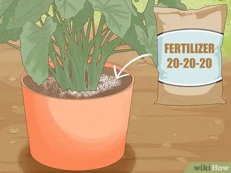 Посадить луковицы слоновьих ушей в горшок Шаг 9