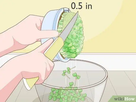 Выращивание микрозелени с рукколой Шаг 11