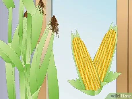 Выращивание кукурузы в помещении Шаг 10