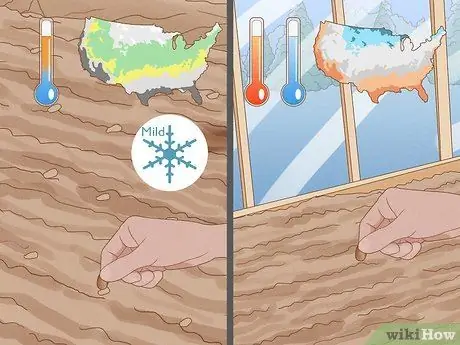 Выращивайте широкую фасоль, шаг 2