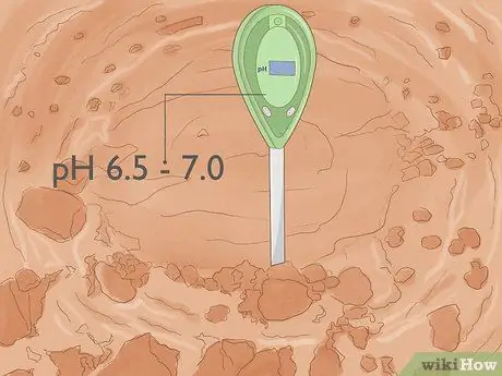 Выращивание фасоли пинто, шаг 4
